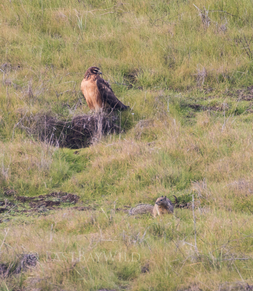 northern harrier with squirrel at brushy peak