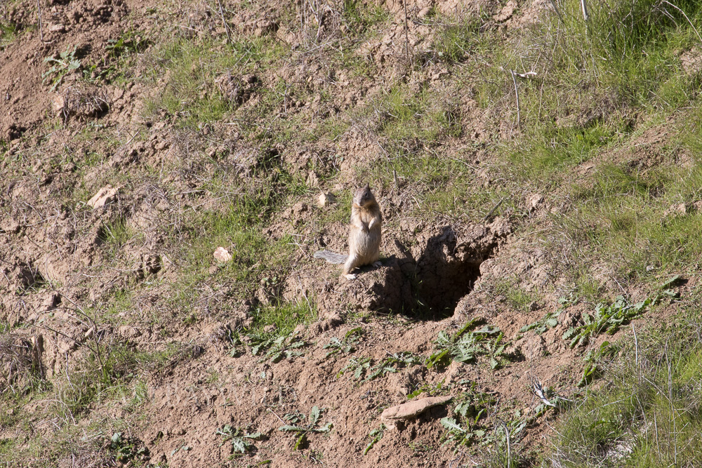 squirrel on alert at brushy peak