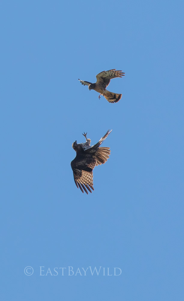 red railed hawk and northern harrier dog fight