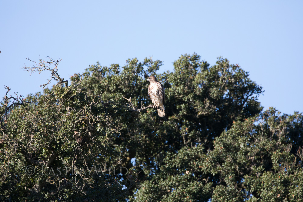 red tailed hawk perched brushy peak