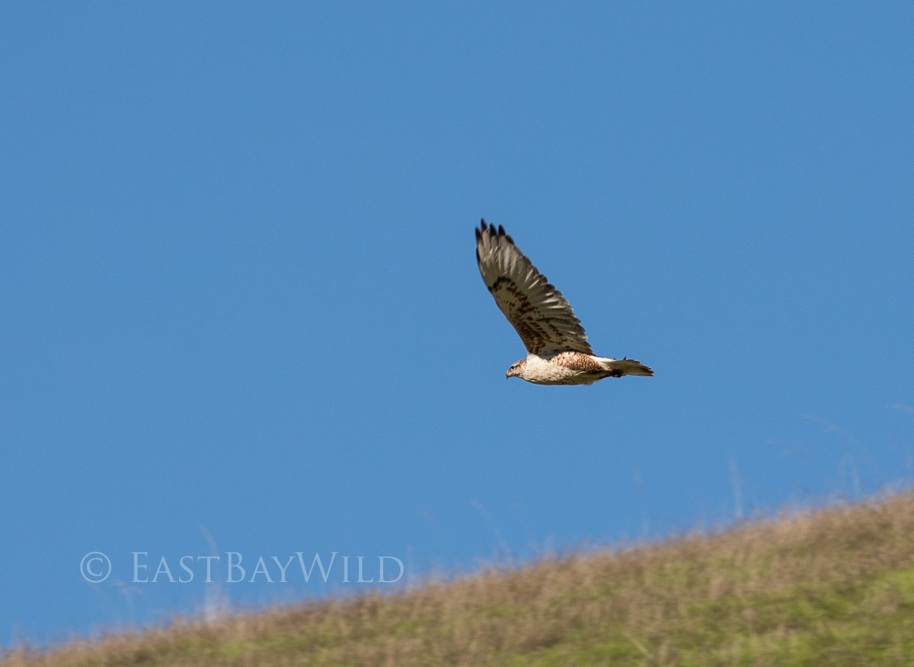 ferruginous hawk in flight brushy peak