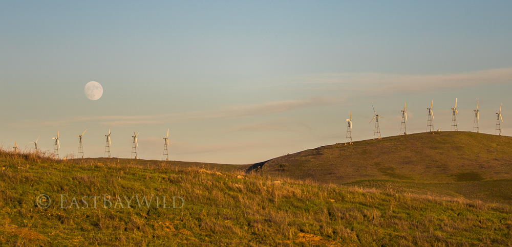 altamont windmills with moon
