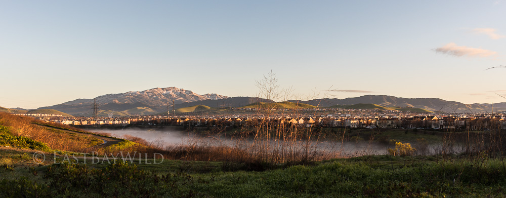 mt diablo from san ramon morning golden hour