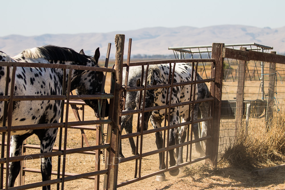 Horses at Rush Ranch