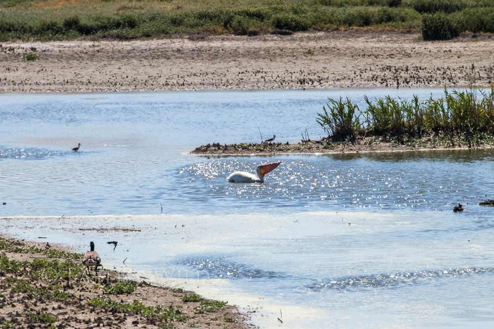 Pelican