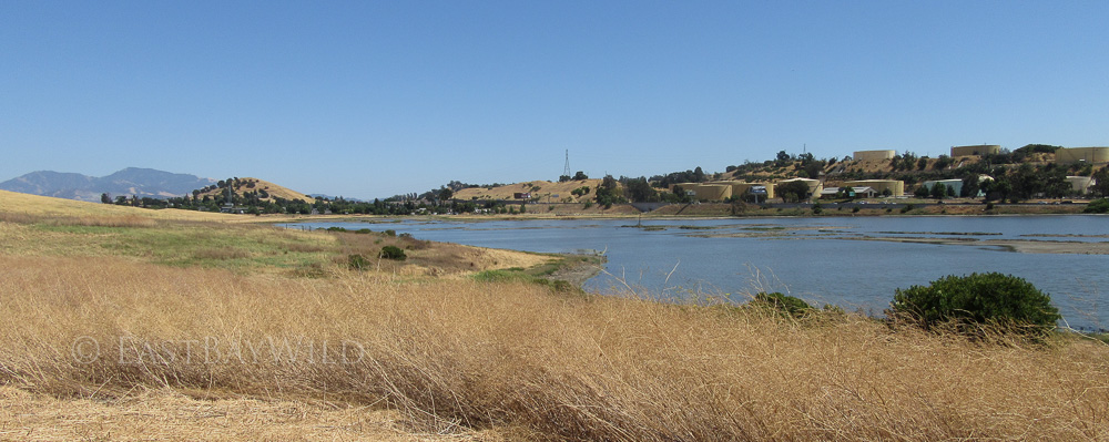 Waterbird Regional Preserve