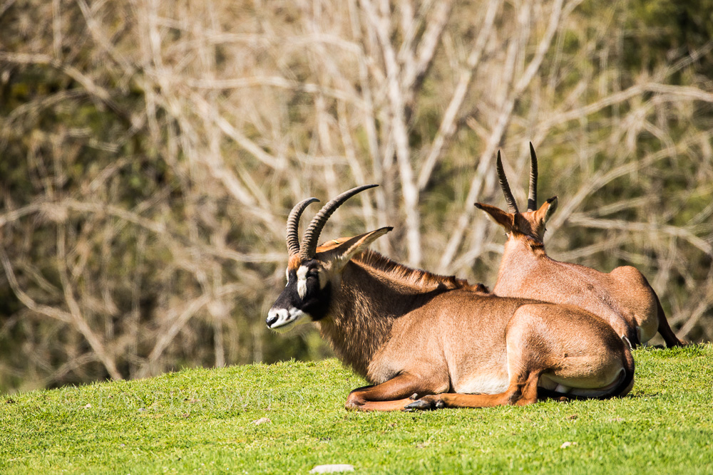 Roan Antelope