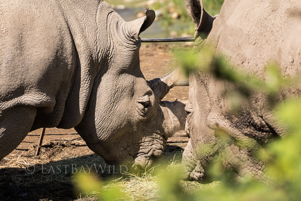 White Rhino