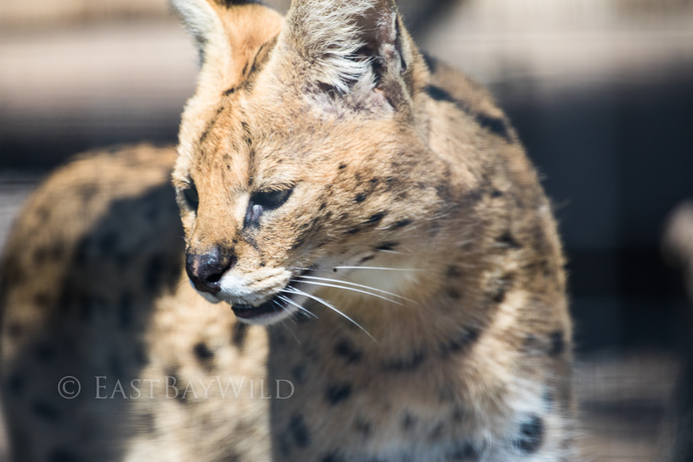 Serval