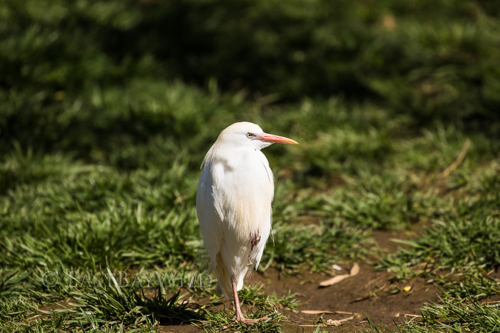 Cattle Egret