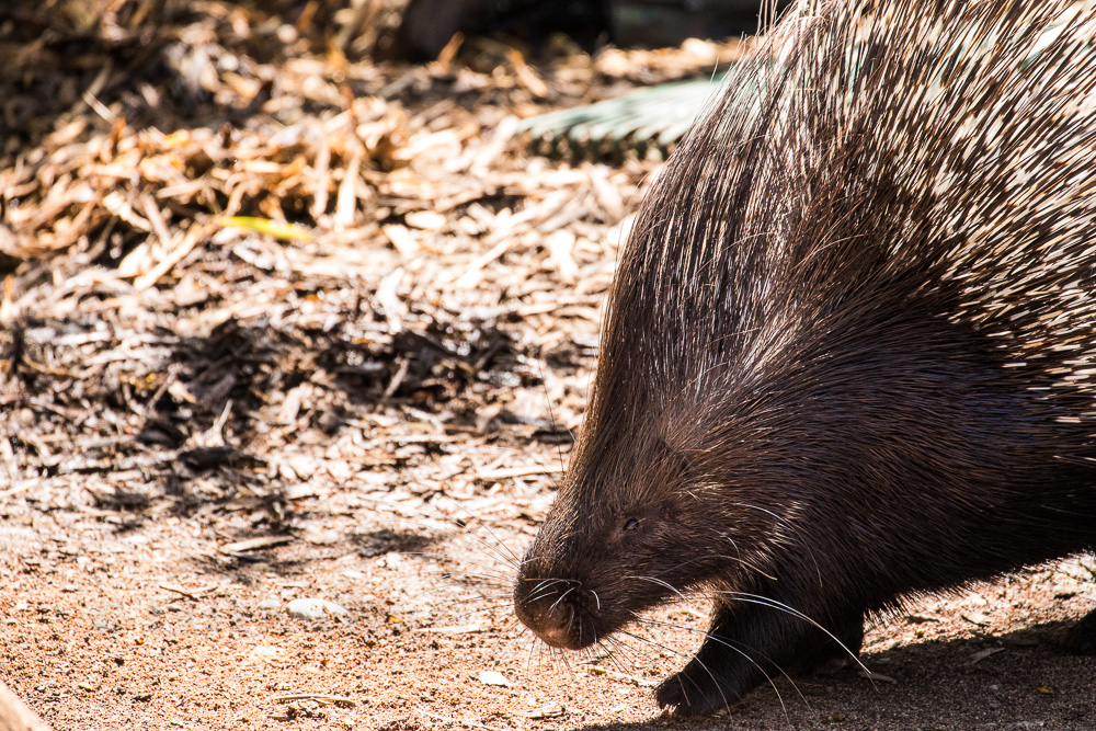 Crested Porcupine