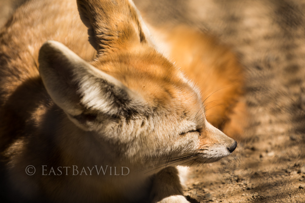 Fennec Fox