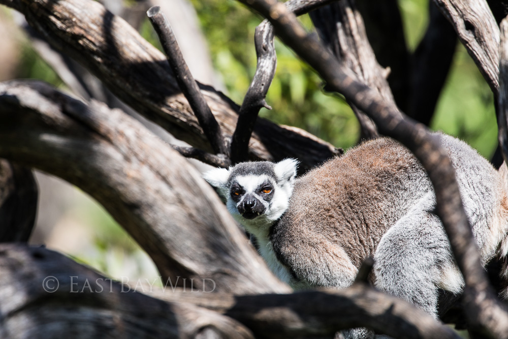 Lemur