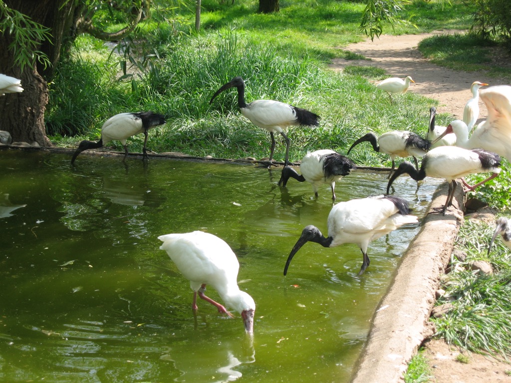 Sacred Ibis