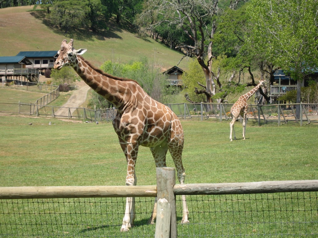 Sonoma Safari - Africa Brought to the Bay - East Bay Wild!