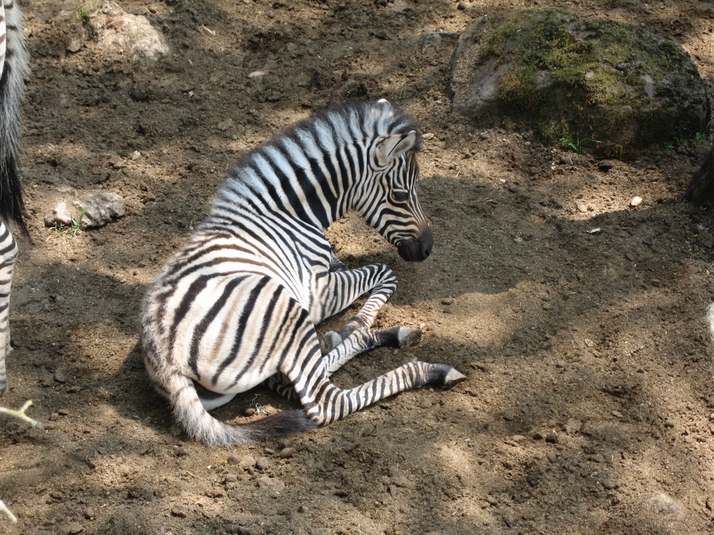 Baby Zebra