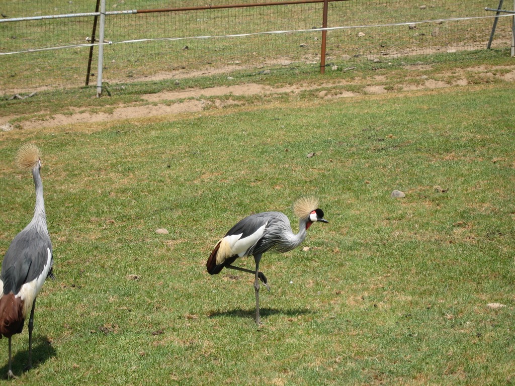 East African Crowned Crane