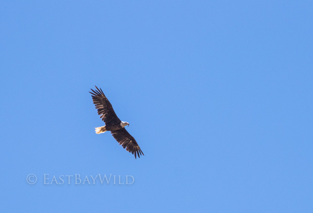 bald eagle long billed hawk syndrome