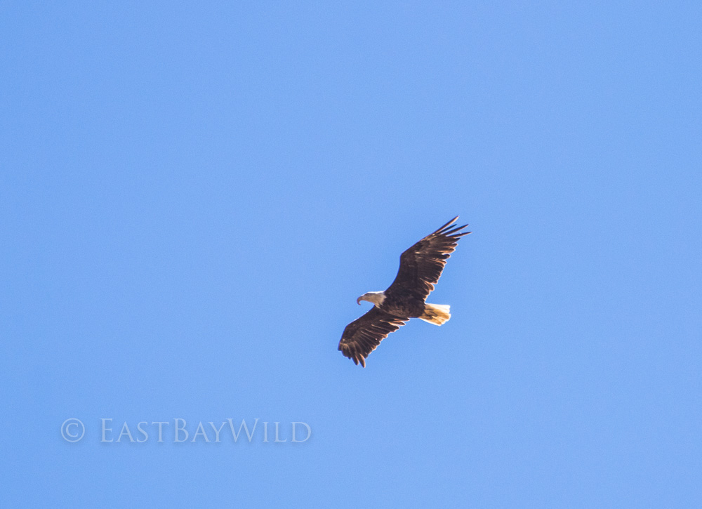 Bald Eagle Long Billed Hawk Syndrome