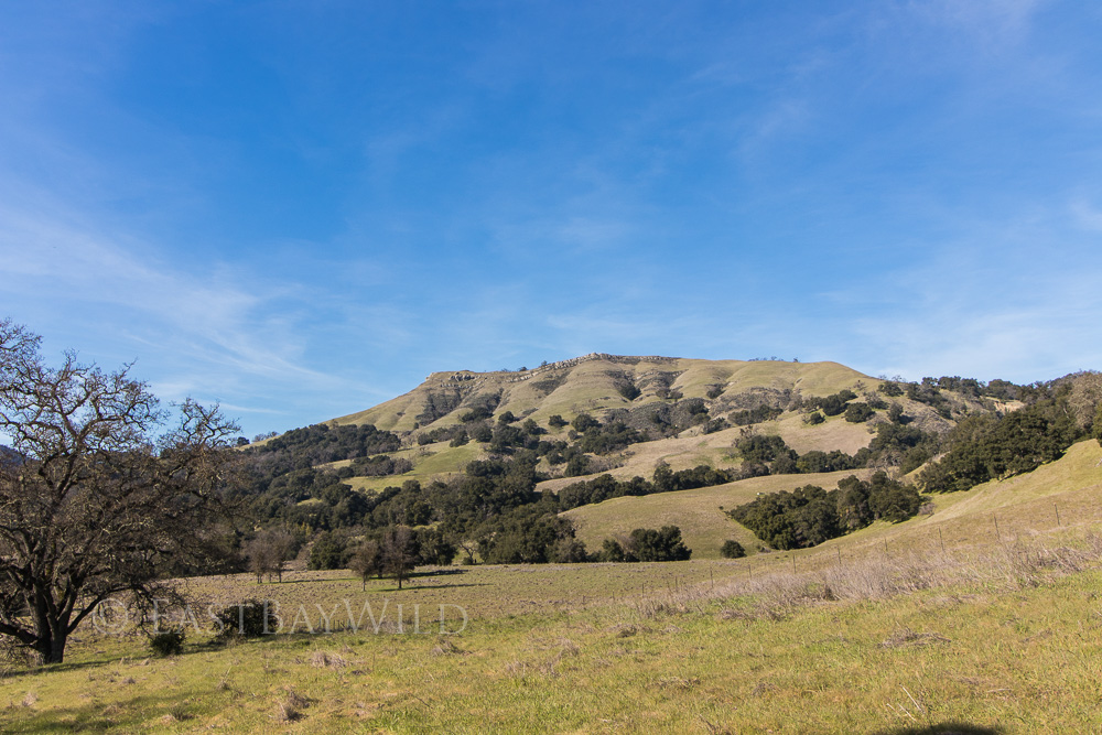 Sunol Regional Wilderness Flag Hill Trail East Bay Wild!