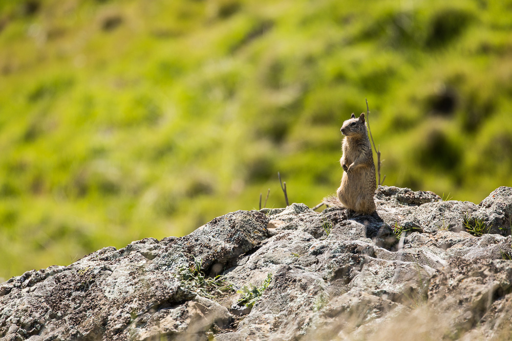 Squirrel Ohlone Wilderness Trail