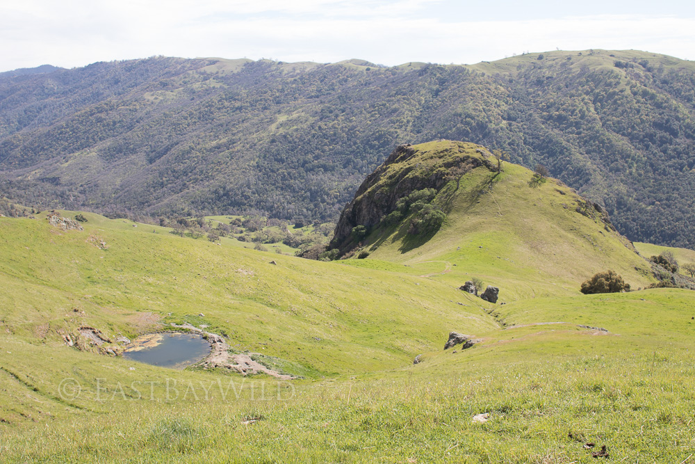 Goat Rock Ohlone Wilderness Trail