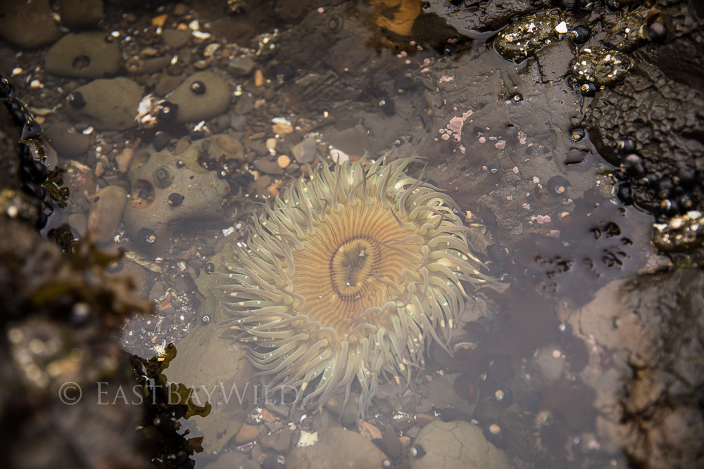 Sea Anemone