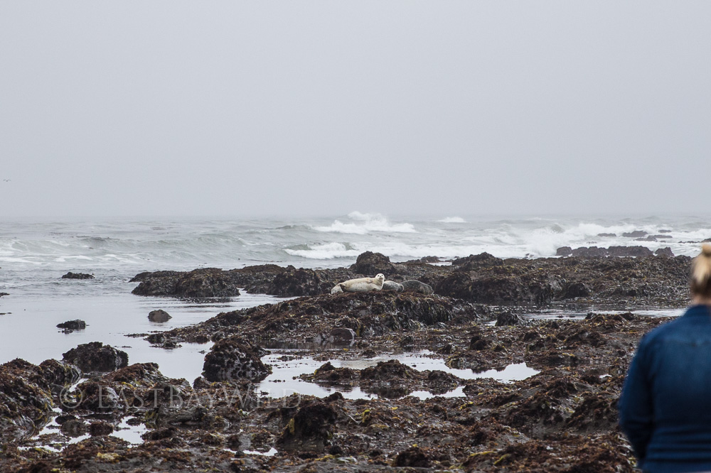 Harbor Seal