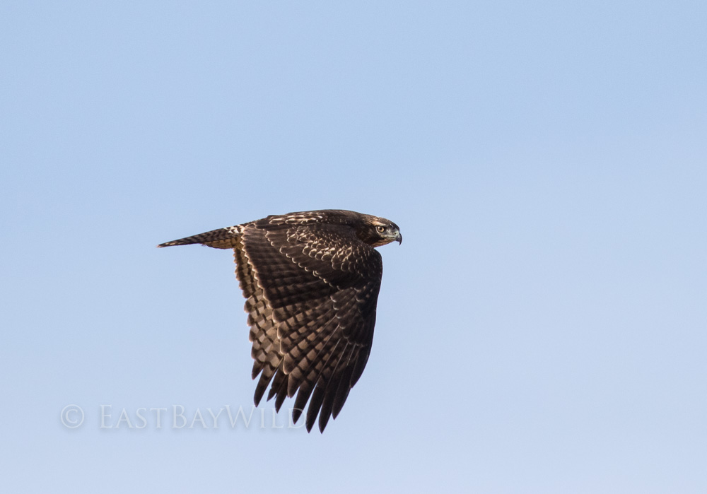 Red-Tailed Hawk