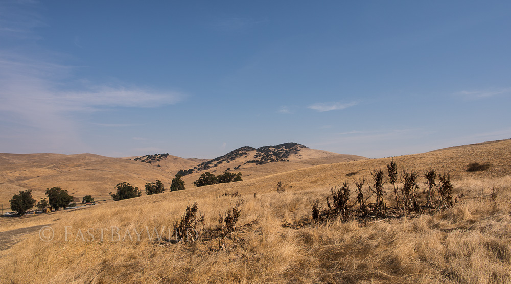 Brushy Peak September