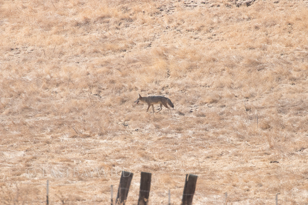 Coyote Brushy Peak