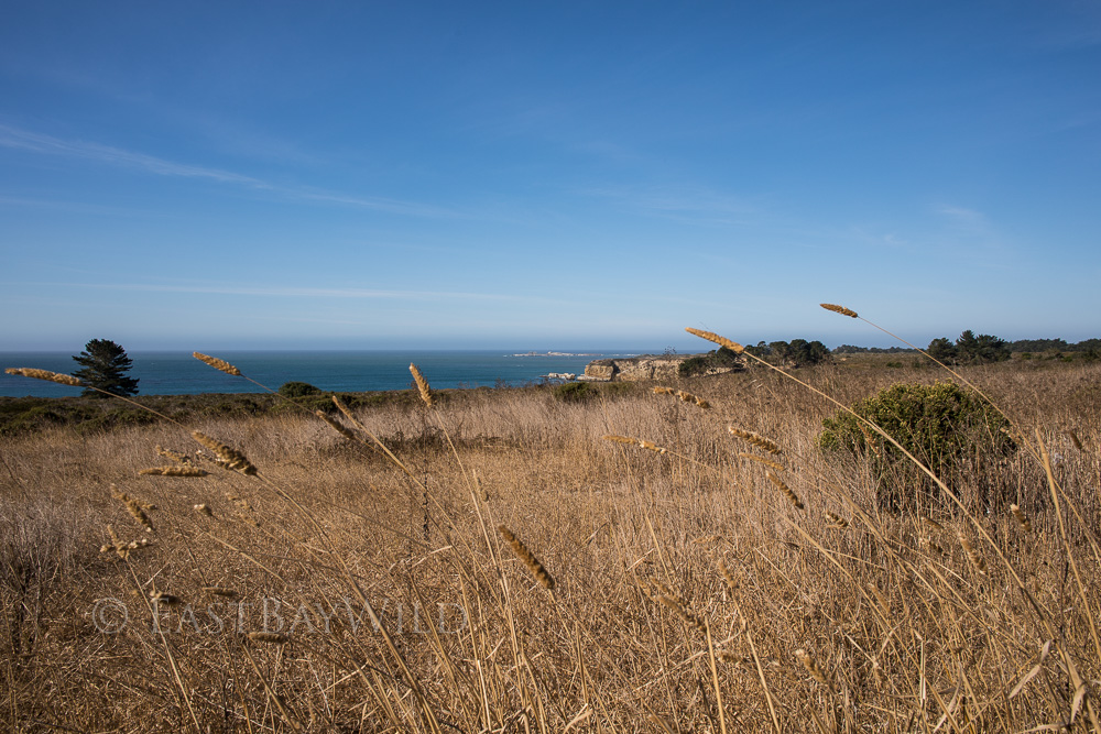 Año Nuevo Island