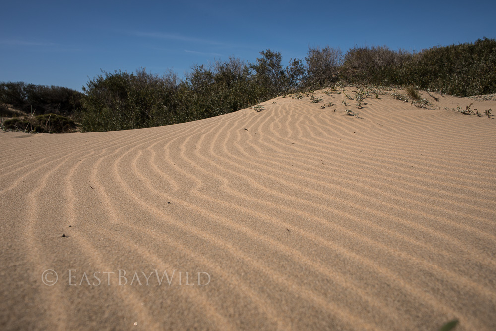 Sand Dunes at Año Nuevo