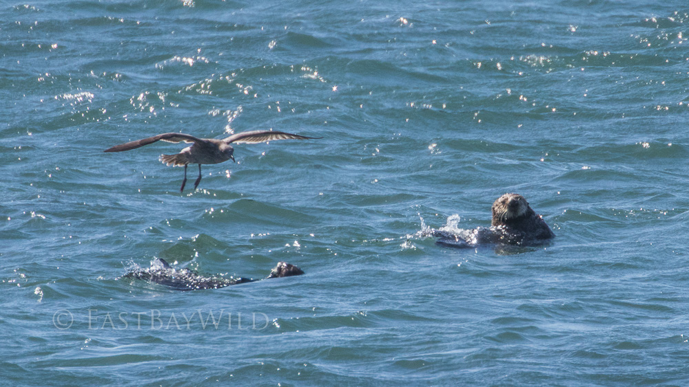 Sea Otters