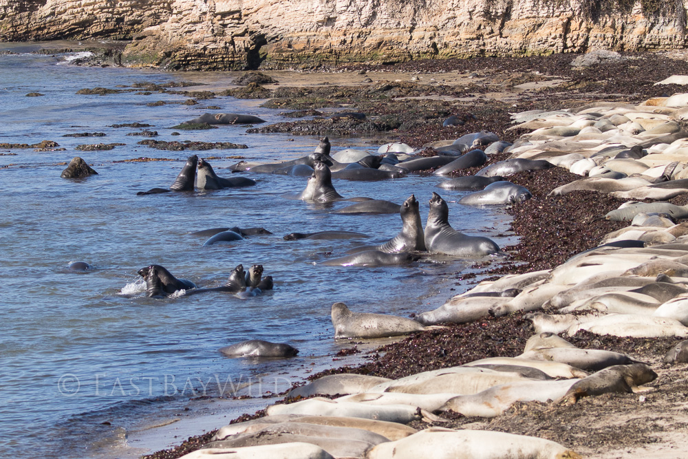 Juvenile Elephant Seals