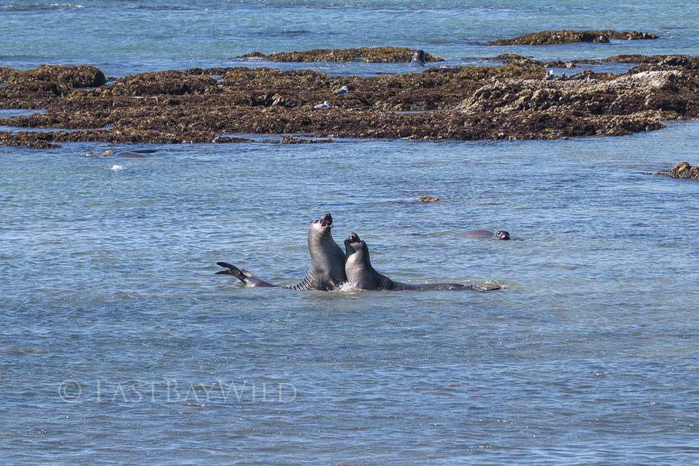 Juvenile elephant seal