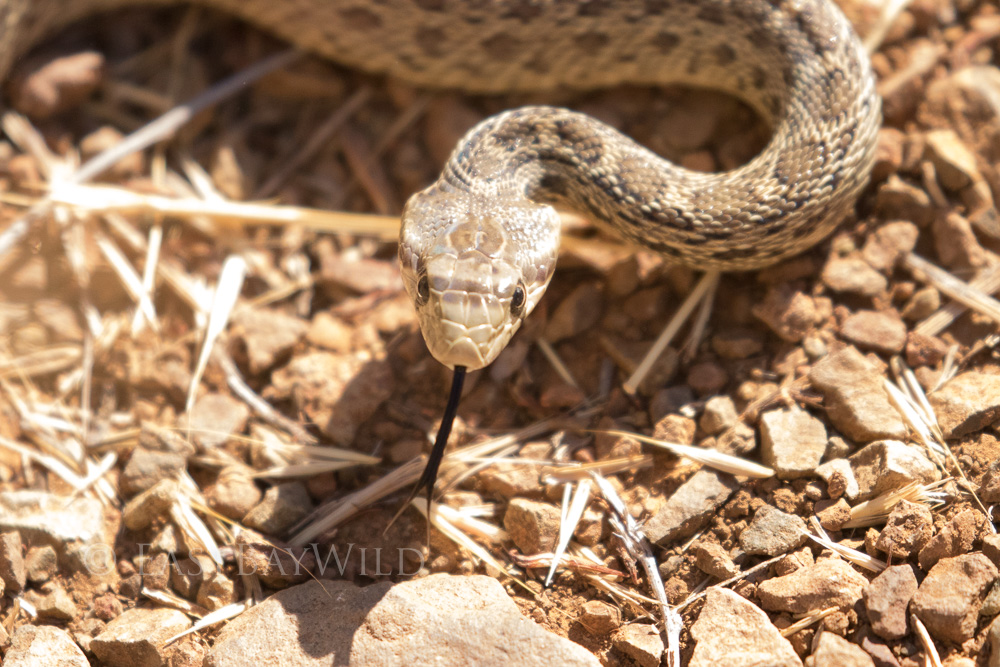 Gopher Snake