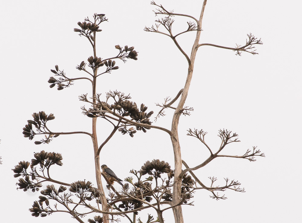 American Kestrel