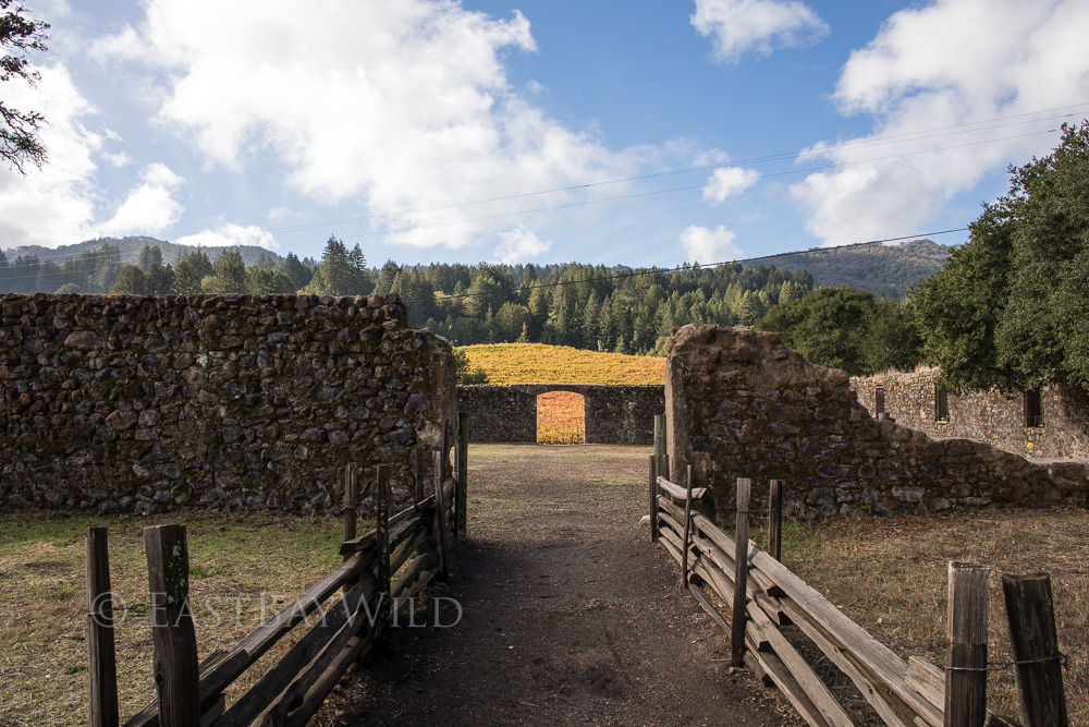 winery ruins