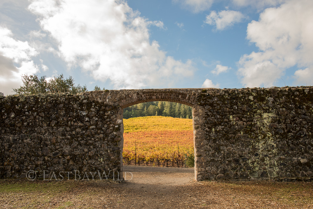 fall grape vines