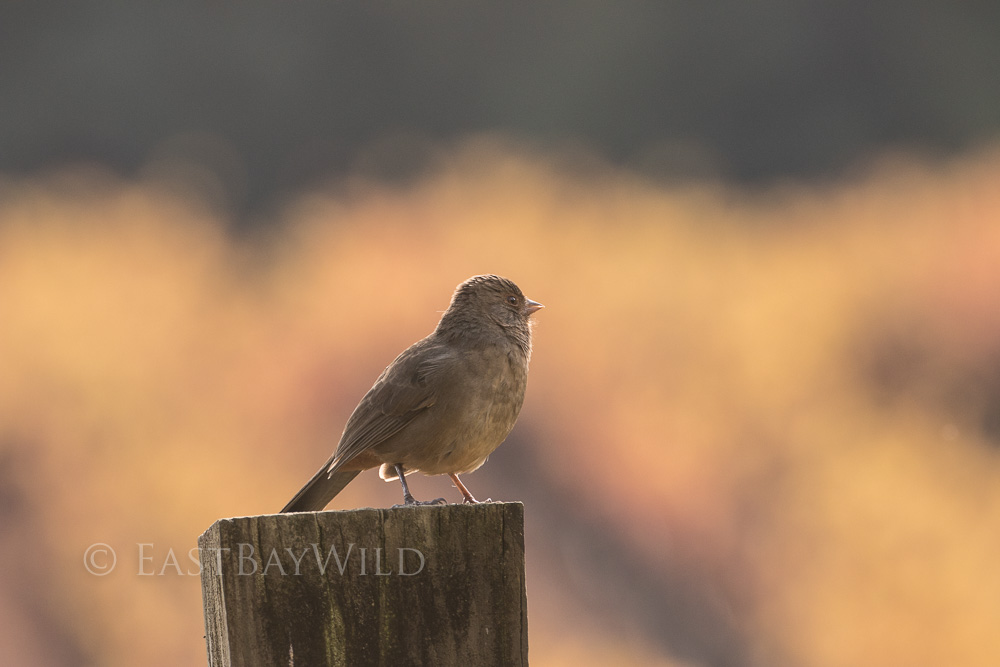 California Towhee