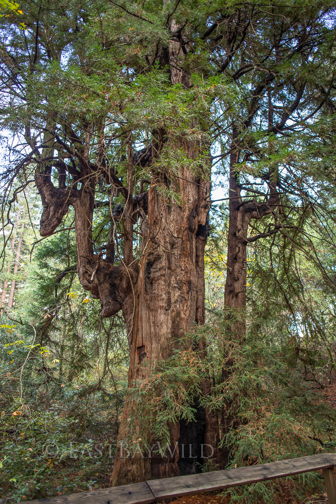 Ancient Redwood