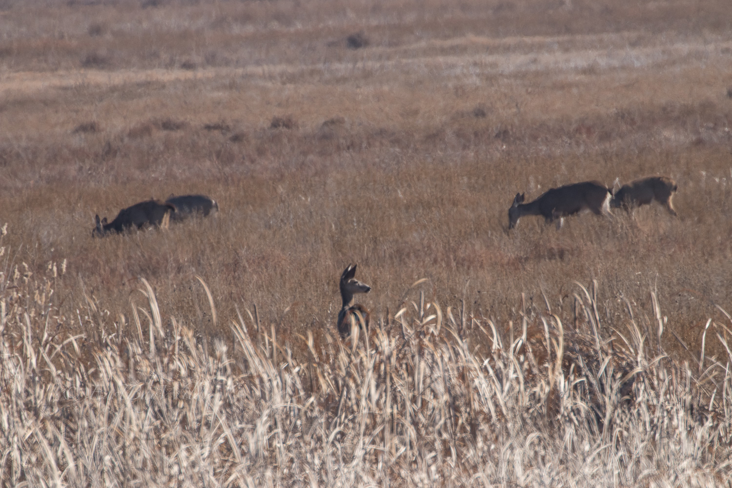 Deer in the South Marsh