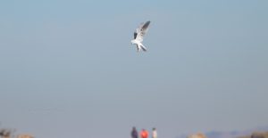 Observe white tailed kites hovering