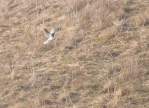 White Tailed Kite