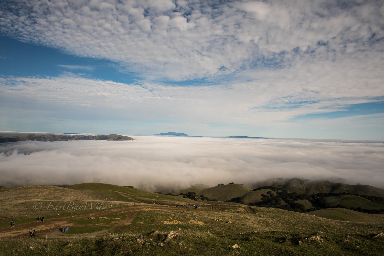 Fog on Mission Peak trail