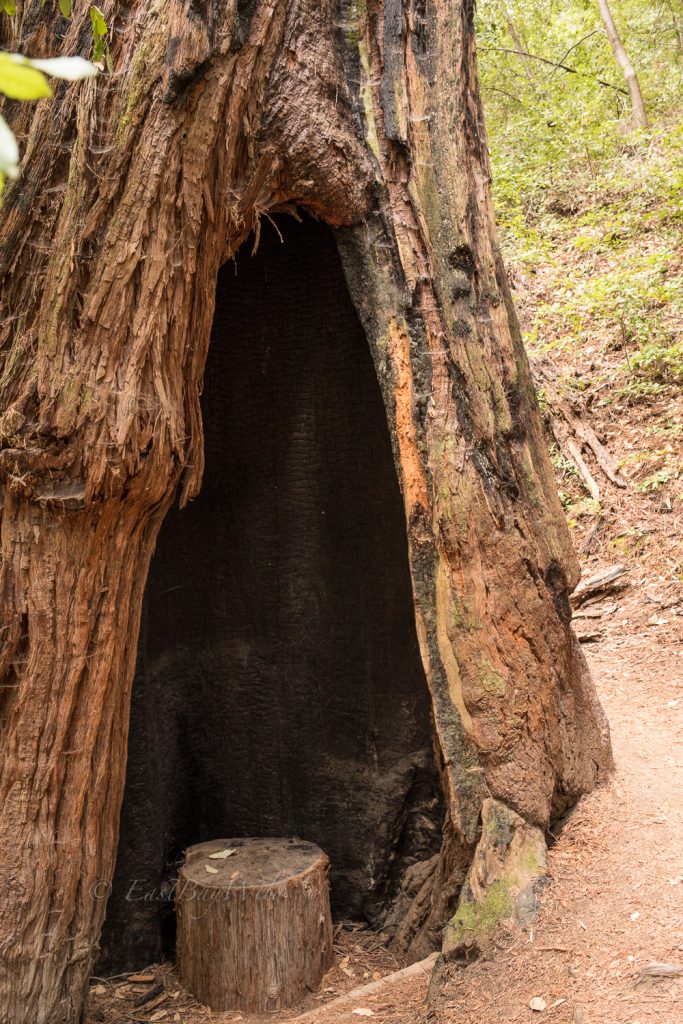 Log stool inside tree hollow