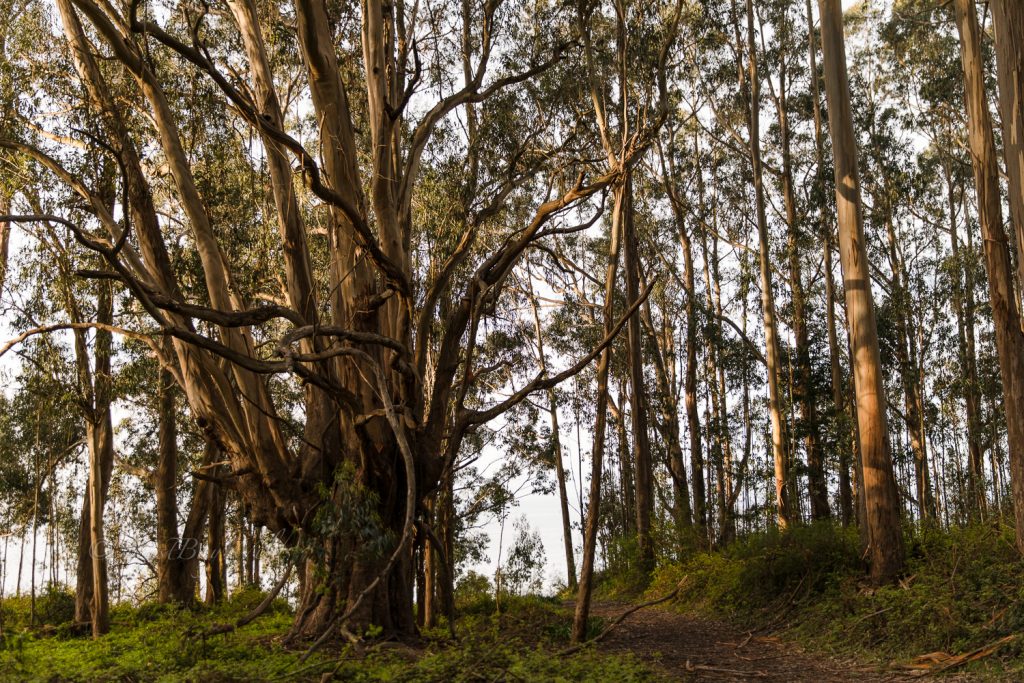 Eucalyptus Grove