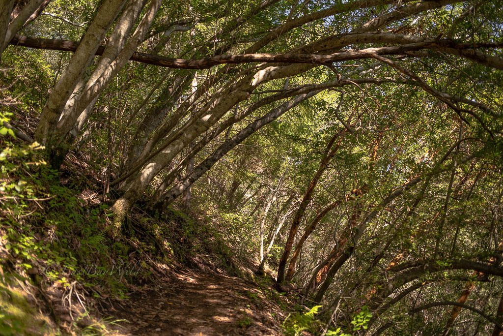 Trees overhanging the Contour Trail