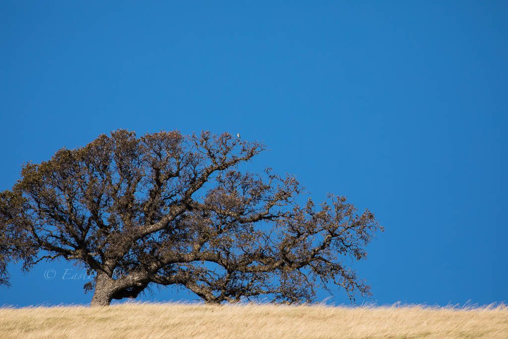 Oak Tree